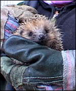 Hedgehogs, Wild THings Res-Q