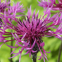 Centaurea scabiosa