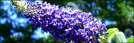 Buddleia