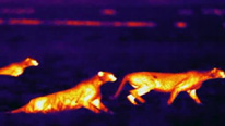 Thermal images of cheetahs