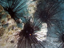 Sea urchins