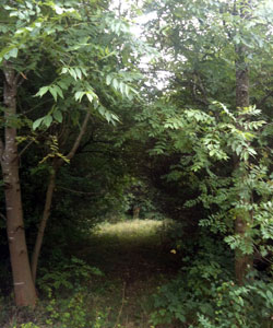 Looking into summer meadow