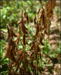 ایمیزن نباتات 