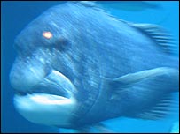 A fearsome fish