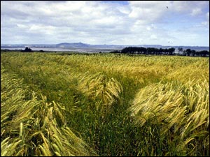 Strangford Loch c/o RSPB