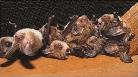 Brown Bats c/o Bat Conservation Trust and JJ Kaczanow