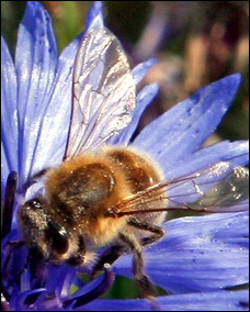 Honeybee on a cornflower