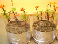 मारीगोल्ड का पौधा