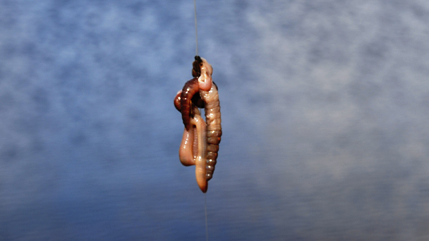 Worms as bait