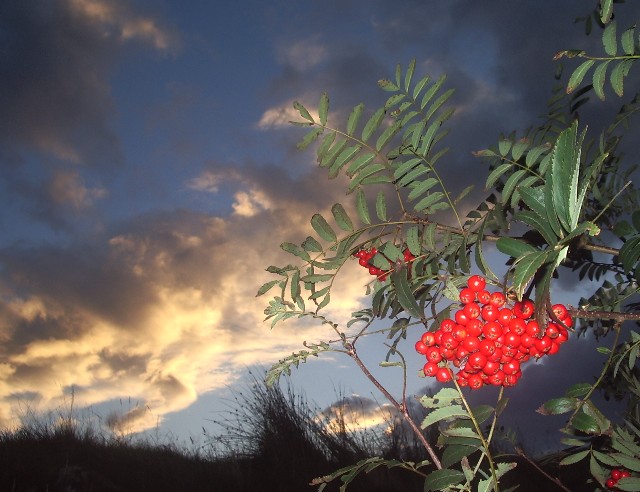 Kerrera rowan beriiies at sunrise on Autumn Equinox