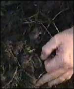 Boar rooting