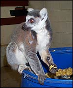 Lemur eating handfuls of cornflakes