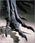 Allosaurus in desert