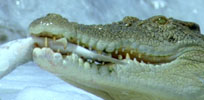 crocodile fishing