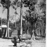 Nambhor Forest, Dimapur, Assam 1943/44 - I became surrogate mother to an orphaned, unweaned, muntjac fawn (Assamese barking deer).