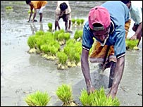 Hindistan'da çiftçiler