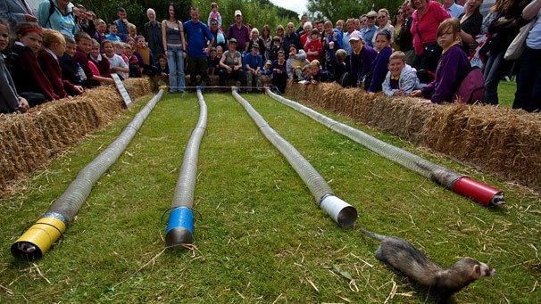 Spot the ferrets! Children enjoy the fun at the ferret racing area.