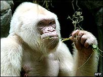 gorila albino