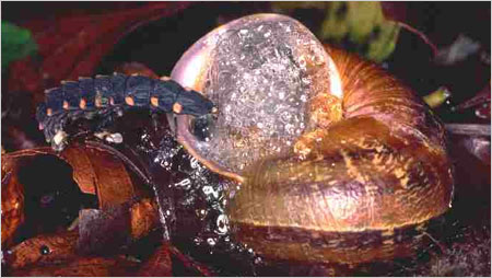 Glow worm and snail c/o John Tyler