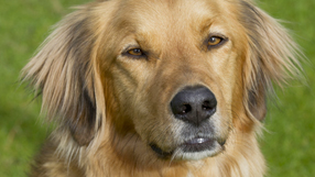 Troy: Over The Rainbow Toto