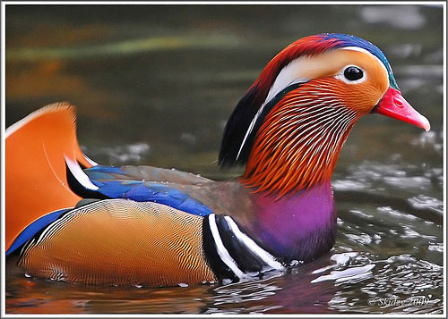 mandarin duck