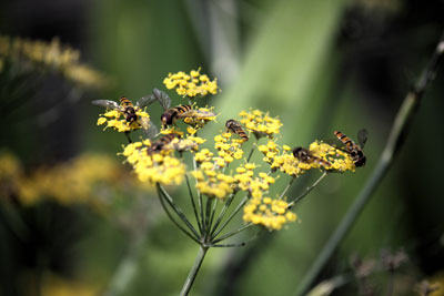 Hoverflies