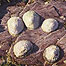 Rock pooling (Image: Limpets)