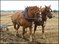 Suffolk Punch horses by Steven Geater