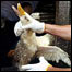 Pato