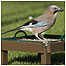 Jay c/o RSPB Images and Blake