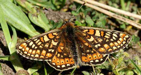 marsh_fritillary.jpg