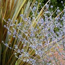 Eryngium