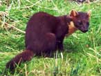 Pine Martin
