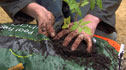 Alys planting a tomato plant in a growbag