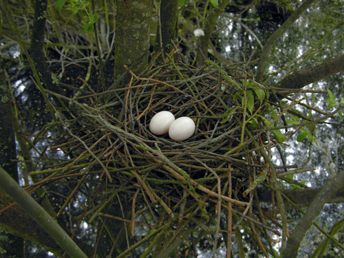 Pathetic Platform © Richard Castell