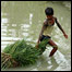 Boy pulling a tree branch out of a river