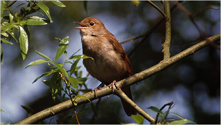 Nightingale c/o rspb images Andy Hay
