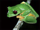 A tree frog.