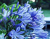 Agapanthus