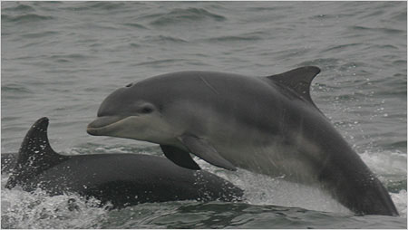 Bottle nosed dolphins c/o Hebridean Wildlife Trust