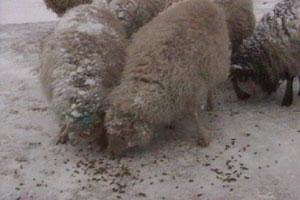 Isobel toughs it out