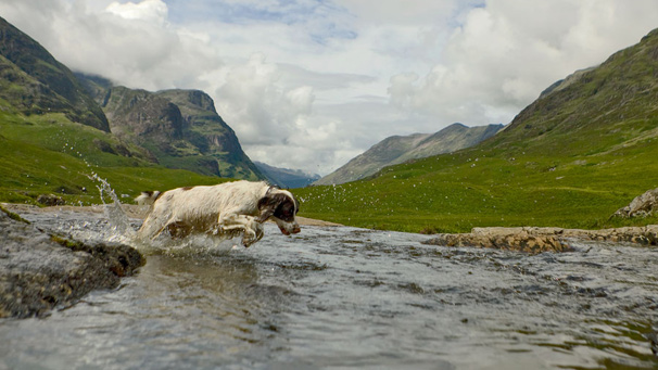 Dog in Glencoe as taken by Linda More