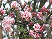 Viburnum Bodnantense 'Dawn'