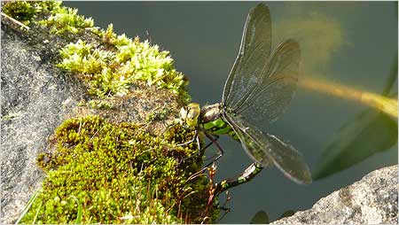 Dragonfly c/o Carl Clubley
