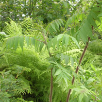 Rhus typhina