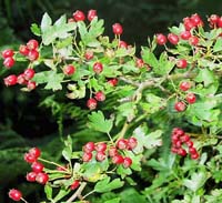 hawthorn fruits Photo: WTPL/Peter Paice from Belfast. 