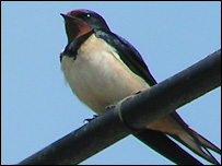 Swallow