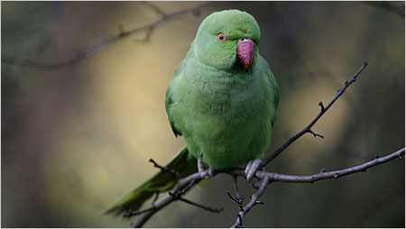 Parakeet