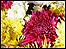 chrysanthemum
