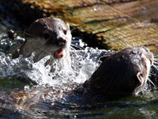 Otters at a sanctuary
